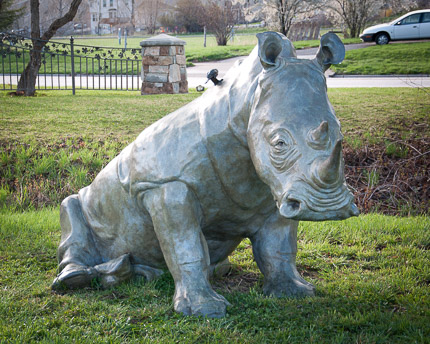 Rhinoceros